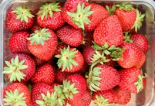 elena solomatina podelilas sovetami po vyboru idealnoj klubniki i prognozami ot    -politgolos-ru-174775098900-0