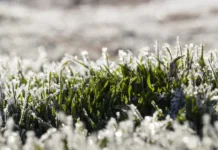 Фобос фиксирует весенние заморозки в Московской области до -1,7°С fobos fiksiruet vesennie zamorozki v moskovskoj oblasti do 17s-politgolos-ru-174702653500-0