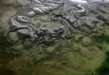 Камчатский госуниверситет разработал новую косметику из грязи озера Утиное kamchatskij gosuniversitet razrabotal novuyu kosmetiku iz gryazi ozera utinoe-politgolos-ru-174827551300-0