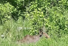 los na egorevskom shosse u ramenskogo splotil lyudej v donino-politgolos-ru-174834475000-0