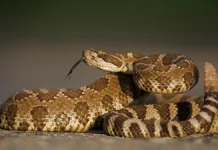 На Люблинской улице Москвы спасли полутораметровую змею na lyublinskoj ulicze moskvy spasli polutorametrovuyu zmeyu-politgolos-ru-174854237900-0