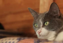 Оскар и Теодор Шиллс установили мировой рекорд кота в прыжках oskar i teodor shills ustanovili mirovoj rekord kota v pryzhkah-politgolos-ru-174706255600-0