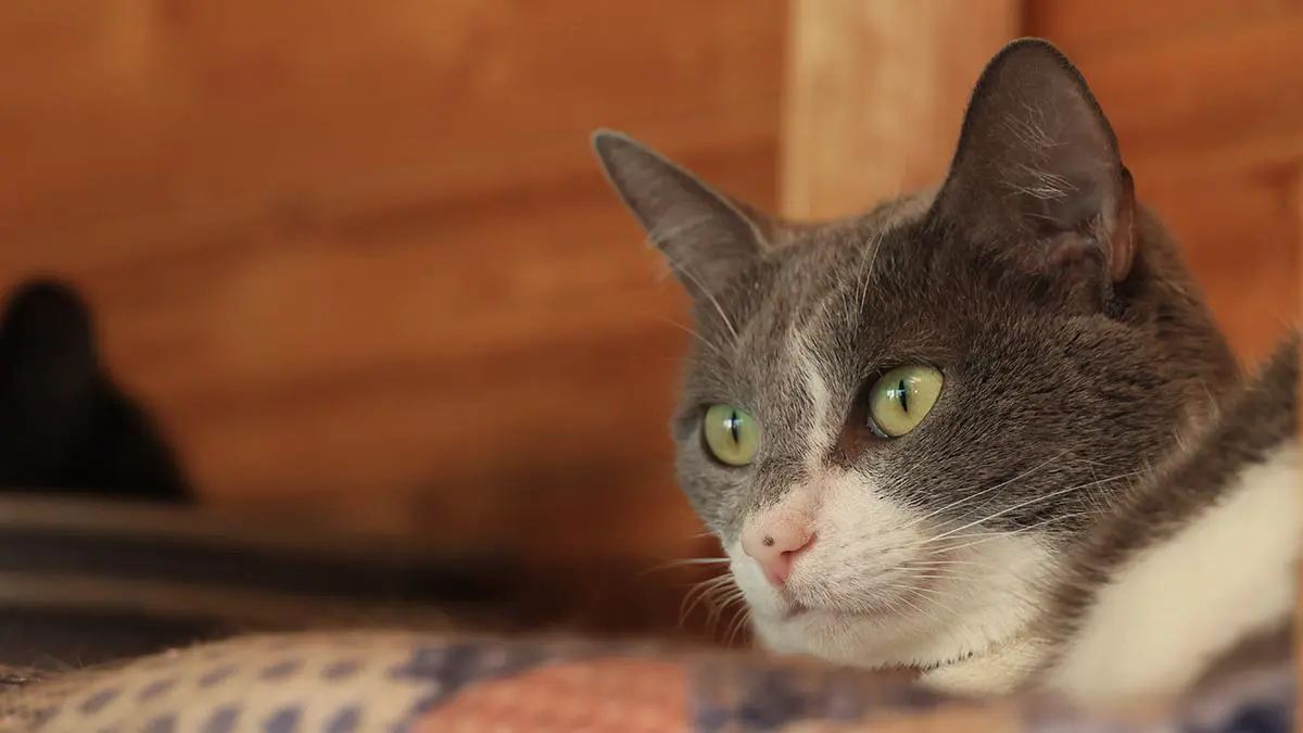 Кот Оскар совершил самый длинный в мире прыжок, попав в Книгу рекордов Гиннесса