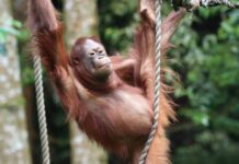 Открытия Института Макса Планка о когнитивном развитии орангутанов otkrytiya instituta maksa planka o kognitivnom razvitii orangutanov-politgolos-ru-174606211100-0