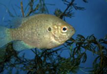 Райли Айзекс из Миссури поймал красноухого солнечника и установил рекорд! Screenshot