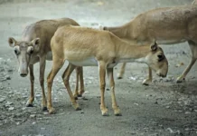 Роман Бусаргин поддерживает фермеров Саратовской области в условиях нашествия сайгаков из Казахстана roman busargin podderzhivaet fermerov saratovskoj oblasti v usloviyah nashestviya sajgakov iz kazahstana-politgolos-ru-174860617300-0