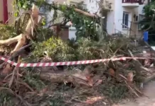 sirijskij evkalipt pomog spasatelyam v sochi zhilczam-politgolos-ru-174766263600-0