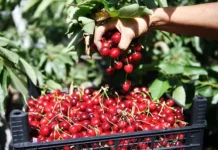 Советы от Роскачества о том, как наслаждаться черешней без вреда sovety ot roskachestva o tom kak naslazhdatsya chereshnej bez vreda-politgolos-ru-174816294400-0