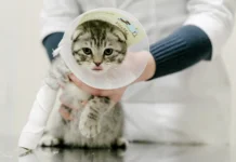 sozdanie 3modelej koshachih serdecz universitetom pompeu fabra i korolevskim veterinarnym kolledzhem londona-politgolos-ru-174760847600-0