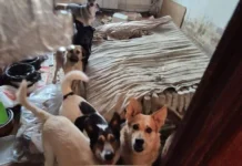 Тимирязевская прокуратура Москвы защитила животных на Ангарской timiryazevskaya prokuratura moskvy zashhitila zhivotnyh na angarskoj-politgolos-ru-174834479000-0