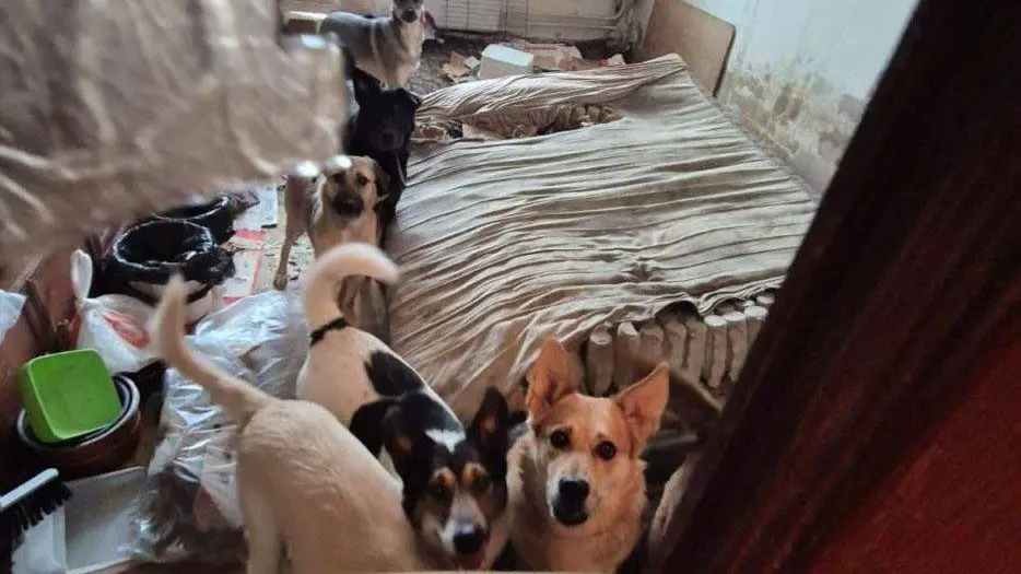 В квартире на севере Москвы обнаружили 13 собак и 18 кошек