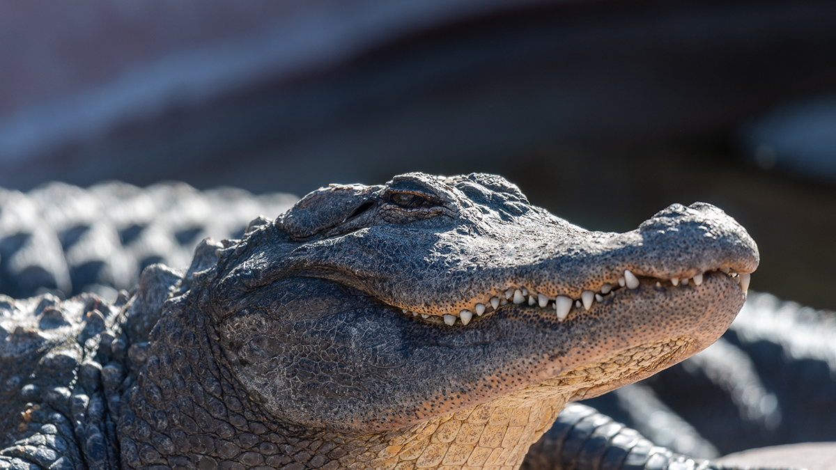 Пять человек трое суток выживали в болоте среди аллигаторов после авиакатастрофы