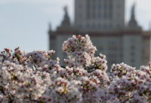 В Москве 5 мая ожидаются теплая погода и солнечные интервалы 21 апреля 2025 года.Цветущая вишня на