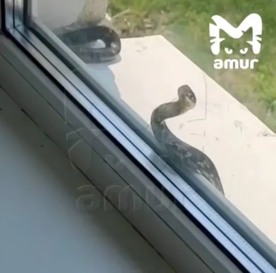 В школе Анучинского района обнаружили змею Telegram-канал (18+) AmurMash