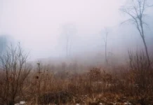 Во Владивостоке и Приморье пятница будет комфортной с туманом и потеплением vo vladivostoke i primore pyatnicza budet komfortnoj s tumanom i potepleniem-politgolos-ru-174733179800-0