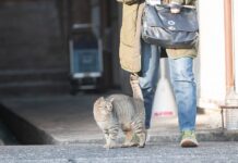 Яша (Хатико) нашёл семью в Ейске, рассказывая трогательную историю Людмилы и Юрия yasha hatiko nashyol semyu v ejske rasskazyvaya trogatelnuyu istoriyu lyudmily i yuriya-politgolos-ru-174646920100-0