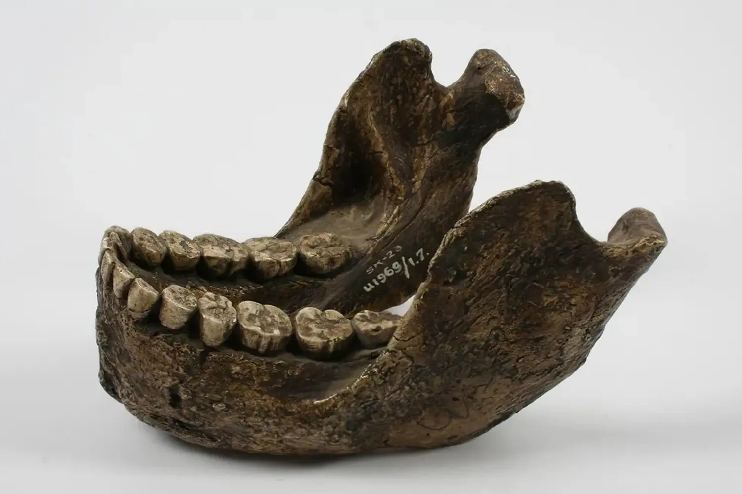SK-835 и тайны Paranthropus robustus открывают новый взгляд на эволюцию-0