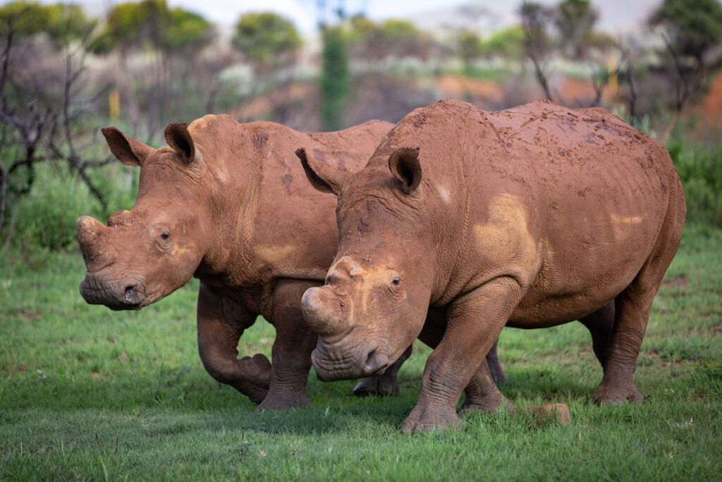 два белых носорога