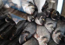 Евгений Мещеряков делится секретами выбора рыбы с икрой и нерки evgenij meshheryakov delitsya sekretami vybora ryby s ikroj i nerki-politgolos-ru-0