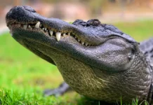 Героическое спасение от аллигатора и история Мухаммада Сяхпутра Алманда geroicheskoe spasenie ot alligatora i istoriya muhammada syahputra almanda-politgolos-ru-174885676700-0