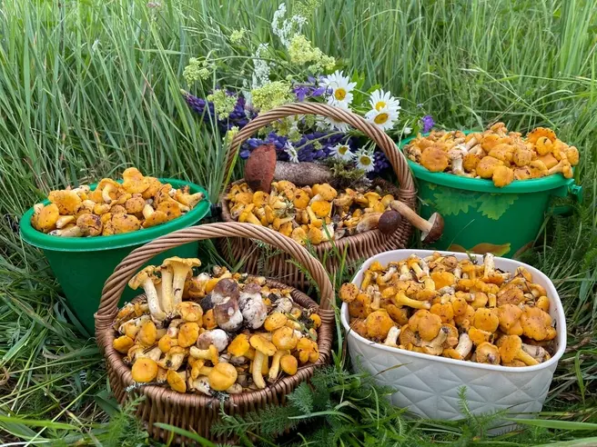 «Лисички сами меня находили». Из-за непогоды в подмосковных лесах пошли осенние грибы: где их собирать | Источник: Кристина Брыкова / «Грибники Подмосковья» / vk.com