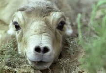 Минприроды и Казахстан создают стратегию защиты сайгаков и помощи фермерам minprirody i kazahstan sozdayut strategiyu zashhity sajgakov i pomoshhi fermeram-politgolos-ru-0