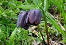 Рябчик широколистный и лириодендроны Сочи — редкое цветение в национальном парке ryabchik shirokolistnyj i liriodendrony sochi redkoe czvetenie v naczionalnom parke-politgolos-ru-174888855000-0