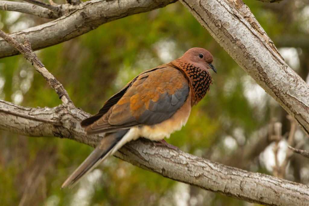 странствующий голубь