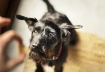 Виктория Романовская и Владимир Уражевский о выборе субпродуктов для собак с Triol и Союзом кинологических организаций России viktoriya romanovskaya i vladimir urazhevskij o vybore subproduktov dlya sobak s i soyuzom kinologicheskih organizaczij rossii-politgolos-ru-174895277800-0