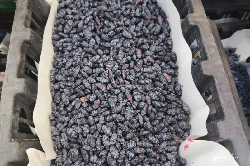 На прилавках Владивостока появилась жимолость ИА PrimaMedia