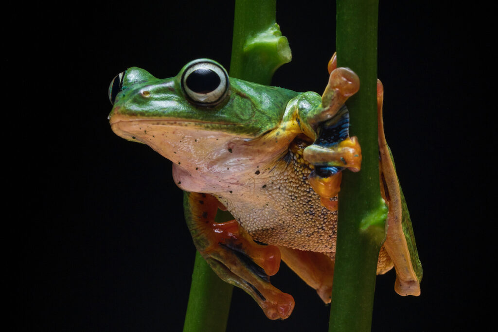 зеленая лягушка