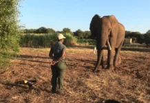 Африканские слоны удивляют своим умением общаться через жесты afrikanskie slony udivlyayut svoim umeniem obshhatsya cherez zhesty-politgolos-ru-0