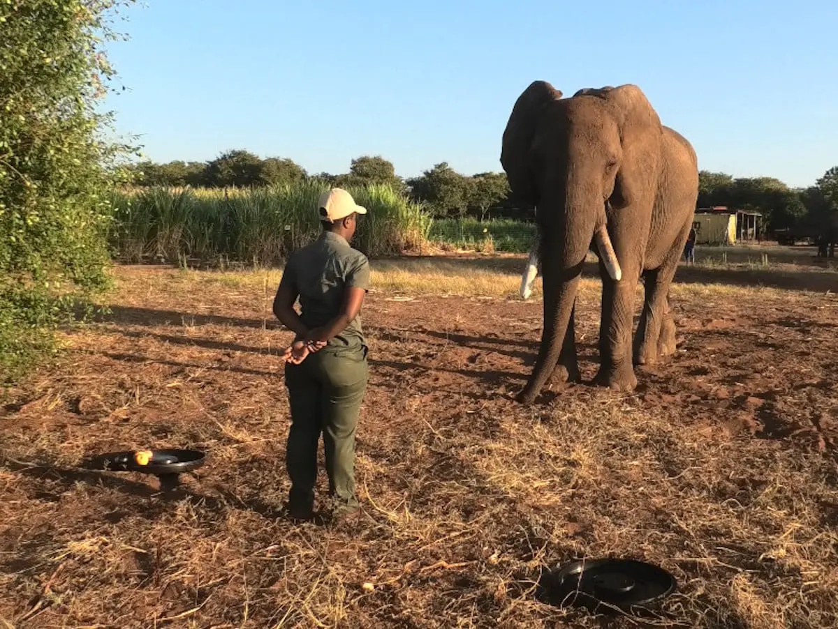 Африканские слоны удивляют своим умением общаться через жесты-0