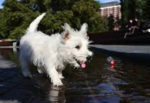 Метеоновости прогнозируют жару в Москве до конца июля meteonovosti prognoziruyut zharu v moskve do koncza iyulya-politgolos-ru-0