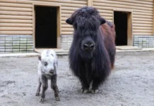 Новорождённый як у Бориса и Пижмы в Московском зоопарке! novorozhdyonnyj yak u borisa i pizhmy v moskovskom zooparke-politgolos-ru-0