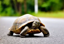 sysoev den s prepodobnym sysoem velikim stanovitsya putem k udache-politgolos-ru-0