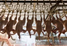 Агроэкспорт и Черкизово демонстрируют значительный рост экспорта птицы agroeksport i cherkizovo demonstriruyut znachitelnyj rost eksporta pticzy-politgolos-ru-0