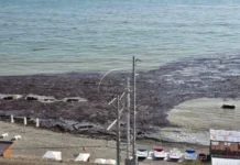 Берега Черного моря в Сочи и Сириусе очищают после непогоды в Краснодарском крае berega chernogo morya v sochi i siriuse ochishhayut posle nepogody v krasnodarskom krae-politgolos-ru-0