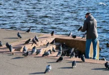 Игорь Гламаздин из РОСБИОТЕХ объясняет противодействие Госдумы кормлению голубей igor glamazdin iz rosbioteh obyasnyaet protivodejstvie gosdumy kormleniyu golubej-politgolos-ru-0