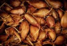 Сибирский НИИ растениеводства представил новые сорта лука-шалота и гибрид «Веснушка» sibirskij nii rastenievodstva predstavil novye sorta lukashalota i gibrid vesnushka-politgolos-ru-0