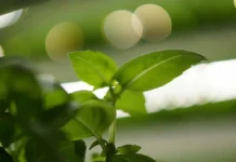 vialeks provodit ozelenenie skverov v norilske i balashihe-politgolos-ru-0