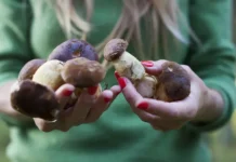 Дмитрий Быстров и Максим Дьяков — как распознать опасные грибы и избежать ошибок dmitrij bystrov i maksim dyakov kak raspoznat opasnye griby i izbezhat oshibok-politgolos-ru-0