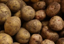 Как гипноз помог Ленни Сартину преодолеть фобию и победить ограничения питания kak gipnoz pomog lenni sartinu preodolet fobiyu i pobedit ogranicheniya pitaniya-politgolos-ru-0