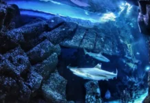 Максимилиан Баум и Фрауне исследуют влияние закисления на зубы акул maksimilian baum i fraune issleduyut vliyanie zakisleniya na zuby akul-politgolos-ru-0