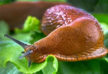 Опыт The Conversation в борьбе со слизнями для повышения урожая opyt v borbe so sliznyami dlya povysheniya urozhaya-politgolos-ru-0