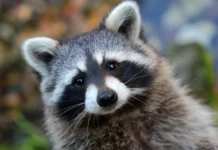 Светлана Акулова и Мосгордума поддерживают новые правила для антикафе svetlana akulova i mosgorduma podderzhivayut novye pravila dlya antikafe-politgolos-ru-0