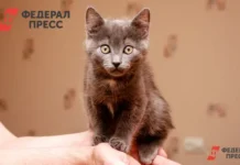 Александра Нуриева и зоозащитники выступают против инициативы Госдумы aleksandra nurieva i zoozashhitniki vystupayut protiv inicziativy gosdumy-politgolos-ru-0