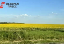 Алексей Текслер и Денис Шумских делятся успехами рекордного урожая масличных на Южном Урале aleksej teksler i denis shumskih delyatsya uspehami rekordnogo urozhaya maslichnyh na yuzhnom urale-politgolos-ru-0