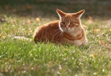 Екатерина Трофимова рассказывает, как питомцы дарят безусловную любовь ekaterina trofimova rasskazyvaet kak pitomczy daryat bezuslovnuyu lyubov-politgolos-ru-0