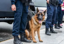 Европа пресекает изощренные схемы наркокартелей в борьбе с кокаином evropa presekaet izoshhrennye shemy narkokartelej v borbe s kokainom-politgolos-ru-0